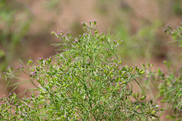 Most popular cumin seeds plant in indian farm or garden,unripped cumin crop dry plants,The most widely used spice is cumin or plant,Carum or Caraway and carvi