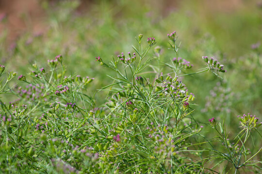 Most popular cumin seeds plant in indian farm or garden,unripped cumin crop dry plants,The most widely used spice is cumin or plant,Carum or Caraway and carvi