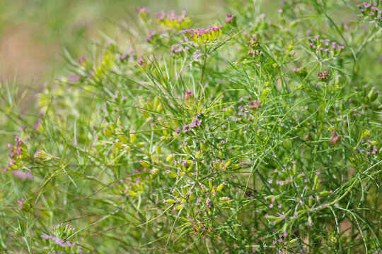 Most popular cumin seeds plant in indian farm or garden,unripped cumin crop dry plants,The most widely used spice is cumin or plant,Carum or Caraway and carvi