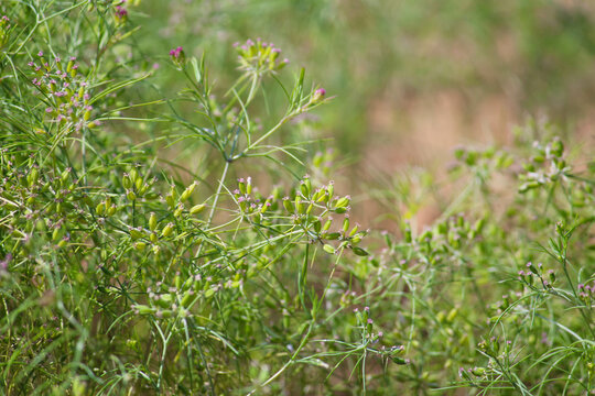 Most popular cumin seeds plant in indian farm or garden,unripped cumin crop dry plants,The most widely used spice is cumin or plant,Carum or Caraway and carvi
