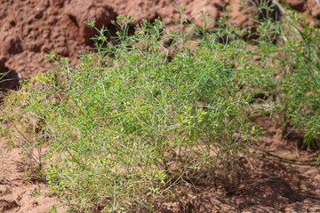 Most popular cumin seeds plant in indian farm or garden,unripped cumin crop dry plants,The most widely used spice is cumin or plant,Carum or Caraway and carvi