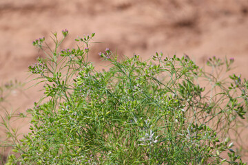 Most popular cumin seeds plant in indian farm or garden,unripped cumin crop dry plants,The most widely used spice is cumin or plant,Carum or Caraway and carvi