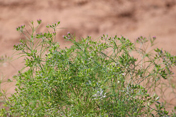 Most popular cumin seeds plant in indian farm or garden,unripped cumin crop dry plants,The most widely used spice is cumin or plant,Carum or Caraway and carvi