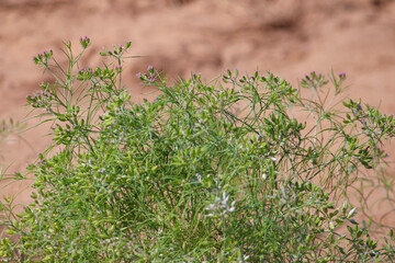 Most popular cumin seeds plant in indian farm or garden,unripped cumin crop dry plants,The most widely used spice is cumin or plant,Carum or Caraway and carvi