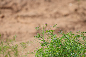 Most popular cumin seeds plant in indian farm or garden,unripped cumin crop dry plants,The most widely used spice is cumin or plant,Carum or Caraway and carvi