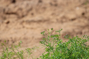 Most popular cumin seeds plant in indian farm or garden,unripped cumin crop dry plants,The most widely used spice is cumin or plant,Carum or Caraway and carvi