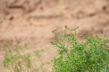 Most popular cumin seeds plant in indian farm or garden,unripped cumin crop dry plants,The most widely used spice is cumin or plant,Carum or Caraway and carvi