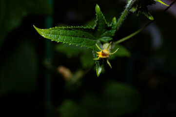 yellow flowers at night