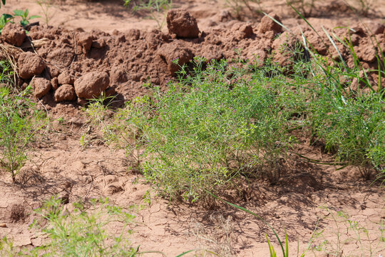 Most popular cumin seeds plant in indian farm or garden,unripped cumin crop dry plants,The most widely used spice is cumin or plant,Carum or Caraway and carvi