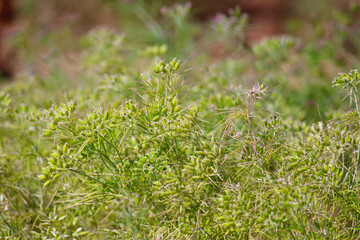 Cumin cultivation and plants,unripped cumin Seeds and Jeera or zira plants,cumin plant or zeera plants,carum