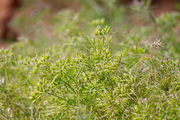 Cumin cultivation and plants,unripped cumin Seeds and Jeera or zira plants,cumin plant or zeera plants,carum