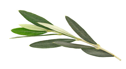 Olive tree, twigs with fresh green leaves isolated on white, top view

