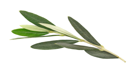 Olive tree, twigs with fresh green leaves isolated on white, top view
