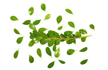 Green boxwood branch with leaves scatter, isolated on white  background