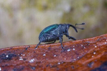 Blue stem weevil (Ceutorhynchus sulcicollis) of beetle from family Curculionidae. This is pest of...