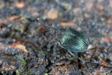 Blue stem weevil (Ceutorhynchus sulcicollis) of beetle from family Curculionidae. This is pest of oilseed plants, witer rape (canola).