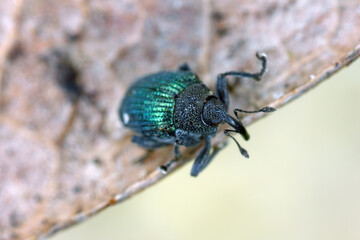 Blue stem weevil (Ceutorhynchus sulcicollis) of beetle from family Curculionidae. This is pest of oilseed plants, witer rape (canola).