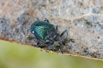 Blue stem weevil (Ceutorhynchus sulcicollis) of beetle from family Curculionidae. This is pest of oilseed plants, witer rape (canola).