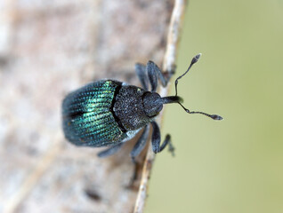 Blue stem weevil (Ceutorhynchus sulcicollis) of beetle from family Curculionidae. This is pest of oilseed plants, witer rape (canola).