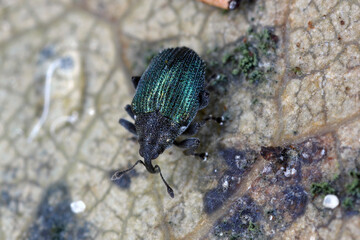 Blue stem weevil (Ceutorhynchus sulcicollis) of beetle from family Curculionidae. This is pest of oilseed plants, witer rape (canola).