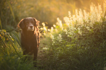 a black labrador retriever type mixed breed dog standing in tall dense flowers at sunset - obrazy, fototapety, plakaty