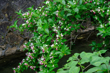 庭に咲くハコネウツギ