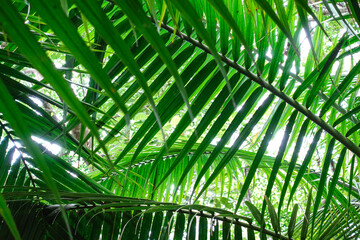 Leaves of a palm tree growing in the jungle