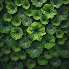 Background of green leaves of pumpkin taken during the day - obrazy, fototapety, plakaty