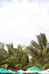 The beauty of the coconut trees in northeastern Brazil, Alagoas and Pernambuco, the contrast of the view with the clouds and the blue sky, the beauty in every detail
