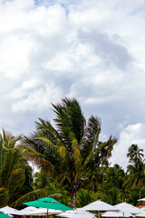 The beauty of the coconut trees in northeastern Brazil, Alagoas and Pernambuco, the contrast of the view with the clouds and the blue sky, the beauty in every detail