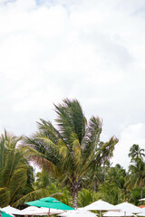 The beauty of the coconut trees in northeastern Brazil, Alagoas and Pernambuco, the contrast of the view with the clouds and the blue sky, the beauty in every detail