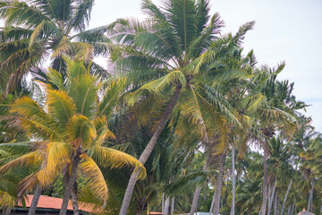 The beauty of the coconut trees in northeastern Brazil, Alagoas and Pernambuco, the contrast of the view with the clouds and the blue sky, the beauty in every detail