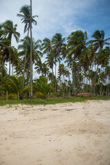 Coconut trees in northeastern Brazil in the states of Alagoas and Pernambuco, showing the sands and coral reefs, something unique in this region of Brazil