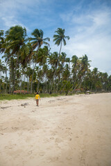 Coconut trees in northeastern Brazil in the states of Alagoas and Pernambuco, showing the sands and coral reefs, something unique in this region of Brazil