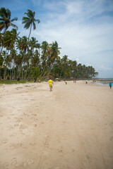 Coconut trees in northeastern Brazil in the states of Alagoas and Pernambuco, showing the sands and coral reefs, something unique in this region of Brazil
