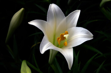  Easter lily_02