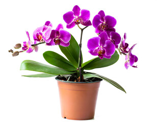 lila Orchideen im Topf isoliert auf weißen Hintergrund, Freisteller