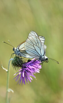 Black veined white butterflies couple vertical image