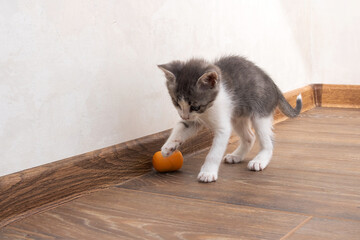 A gray kitten walks on a wooden floor