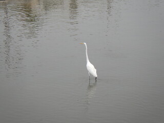 KAOHSIUNG, TAIWAN - January 1, 2024 :Scenery of “Zuoying Lotus Pond” in Kaohsiung, Taiwan