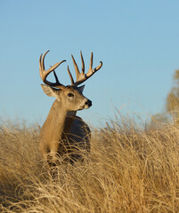 sharply detailed portrait of a Whitetail Deer buck in early morning sunlight