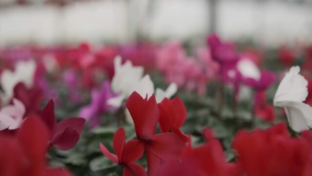 A large greenhouse with cyclamen flowers