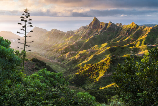 Blick in das Anaga Gebirge, Agave, Rural Park, Teneriffa, Kanarische Inseln, Spanien