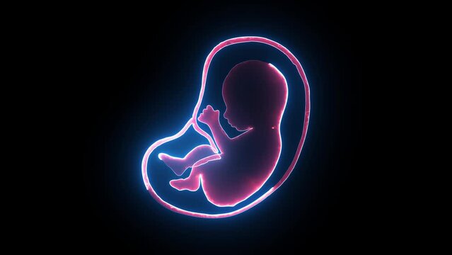 Human embryonic and fontal development. glowing neon human fetus inside the womb. human anatomy baby.