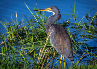 Tricolored Heron wading in shallow water