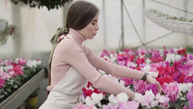 A young pretty girl with a kerchief on her hair and in an apron carefully takes care of cyclamen flowers in a greenhouse