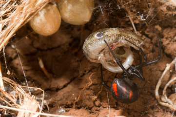 Vedova nera, black widow