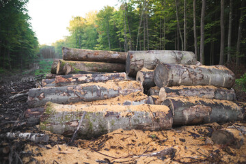 loggers cut down many trees in the forest for firewood