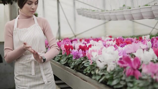 A Girl In An Apron, Walking Between Rows And Flowers Of Cyclamen, Shakes Her Hands After Work