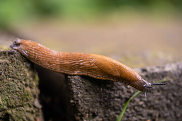 close-up of a Spanish snail (Arion vulgaris) outdoors